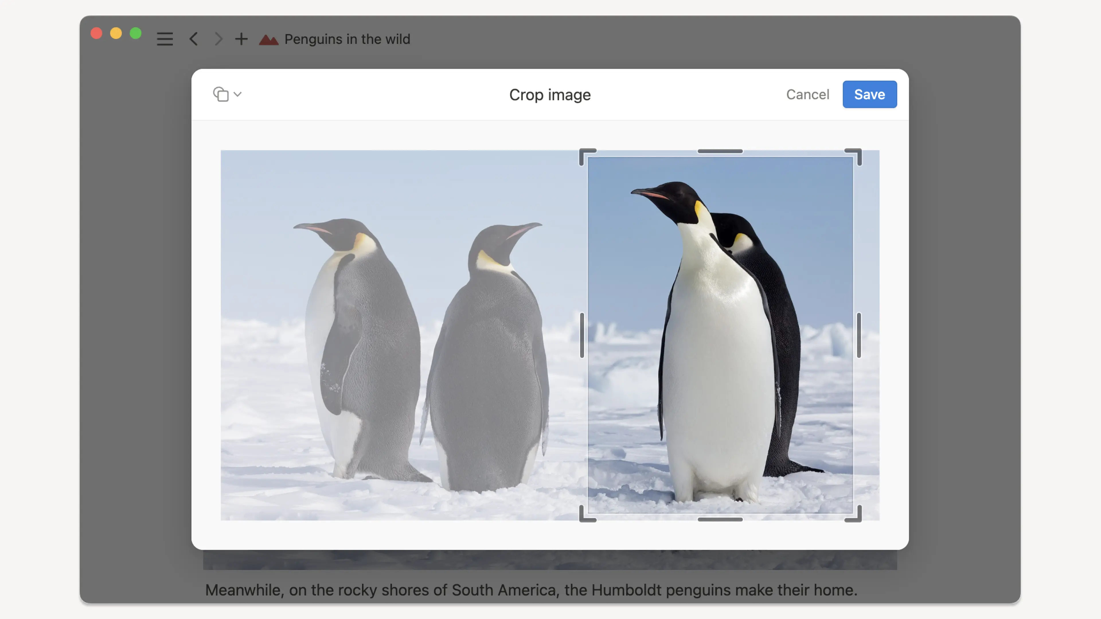 Penguins being cropped